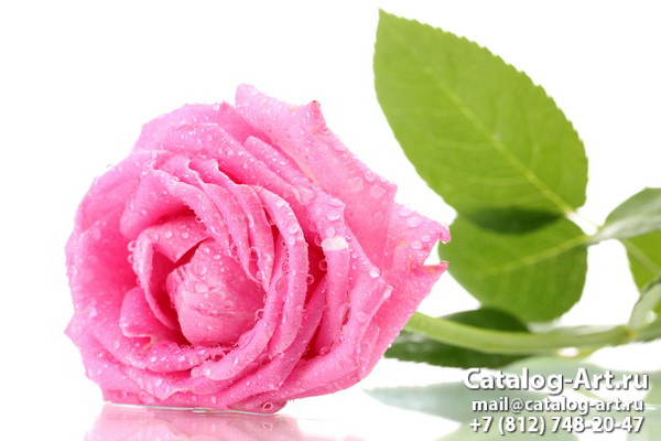 Pink roses 74